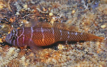 Image of Priolepis kappa (Kappa reefgoby)