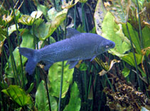 Image of Prochilodus lineatus (Streaked prochilod)