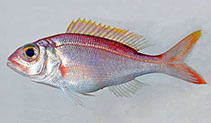 Image of Pristipomoides macrophthalmus (Cardinal snapper)