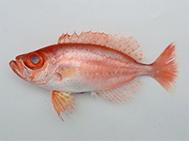 Image of Priacanthus macracanthus (Red bigeye)