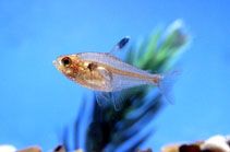 Image of Pristella maxillaris (X-ray tetra)