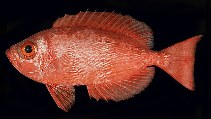 Image of Priacanthus meeki (Hawaiian bigeye)