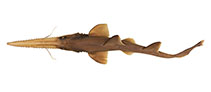 Image of Pristiophorus nancyae (African dwarf sawshark)