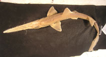 Image of Pristiophorus nancyae (African dwarf sawshark)