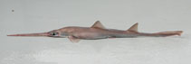 Image of Pristiophorus nancyae (African dwarf sawshark)