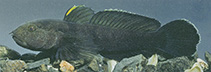 Image of Proterorhinus nasalis (Eastern tubenose goby)