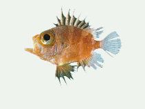 Image of Pristigenys niphonia (Japanese bigeye)