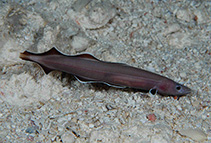 Image of Protanguilla palau (Palauan primitive cave eel)