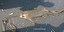 Image of Pristis pectinata (Smalltooth sawfish)