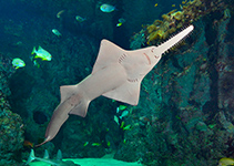 Image of Pristis pristis (Common sawfish)