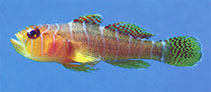 Image of Priolepis profunda (Narrowbar reefgoby)