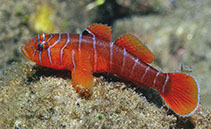 Image of Priolepis profunda (Narrowbar reefgoby)