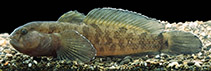 Image of Proterorhinus tataricus (Chornaya tubenose goby)