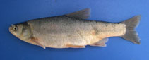 Image of Pseudophoxinus anatolicus (Anatolian minnow)