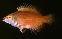 Image of Pseudocheilinops ataenia (Pelvic-spot wrasse)