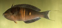 Image of Pseudocoris aurantiofasciata (Rust-banded wrasse)