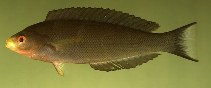 Image of Pseudocoris aurantiofasciata (Rust-banded wrasse)