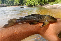 Image of Pseudancistrus barbatus (Bearded catfish)