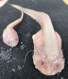 Image of Pseudoliparis belyaevi 