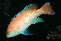 Image of Pseudanthias bimaculatus (Two-spot basslet)