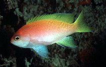 Image of Pseudanthias bimaculatus (Two-spot basslet)