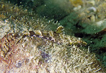 Image of Psammogobius biocellatus (Sleepy goby)