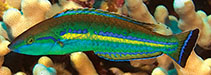 Image of Pseudojuloides cerasinus (Smalltail wrasse)