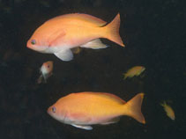 Image of Pseudanthias connelli (Harlequin goldie)