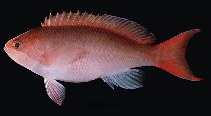 Image of Pseudanthias cooperi (Red-bar anthias)