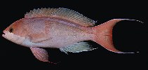 Image of Pseudanthias cooperi (Red-bar anthias)