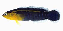 Image of Pseudochromis cyanotaenia (Surge dottyback)