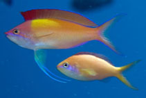 Image of Nemanthias dispar (Peach fairy basslet)