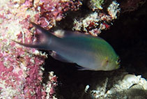 Image of Pseudochromis dixurus (Forktail dottyback)