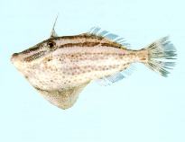 Image of Pseudomonacanthus elongatus (Fourband leatherjacket)