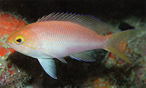 Image of Pseudanthias engelhardi (Orangebar anthias)