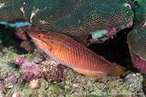 Image of Pseudolabrus eoethinus (Red naped wrasse)