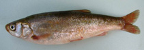 Image of Pseudophoxinus fahrettini (Pisidian spring minnow)