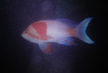 Image of Pseudanthias fasciatus (One-stripe anthias)