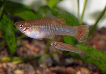 Image of Pseudopoecilia festae (Festa toothcarp)