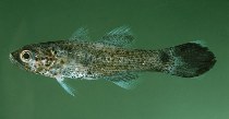 Image of Pseudamia gelatinosa (Gelatinous cardinalfish)