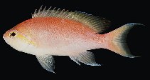 Image of Pseudanthias hutomoi (Hutomo\