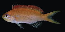 Image of Pseudanthias ignitus (Flame anthias)