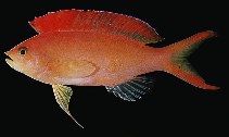 Image of Pseudanthias ignitus (Flame anthias)