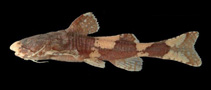 Image of Pseudobagarius inermis 