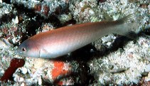 Image of Pseudojuloides kaleidos (Kaleidos wrasse)