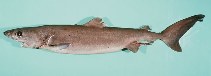 Image of Pseudocarcharias kamoharai (Crocodile shark)