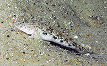 Image of Psammogobius knysnaensis (Knysna sandgoby)