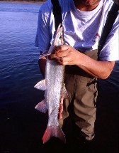 Image of Pseudaspius leptocephalus (Redfin)