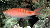 Image of Pyronotanthias lori (Lori\