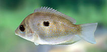 Image of Pseudetroplus maculatus (Orange chromide)